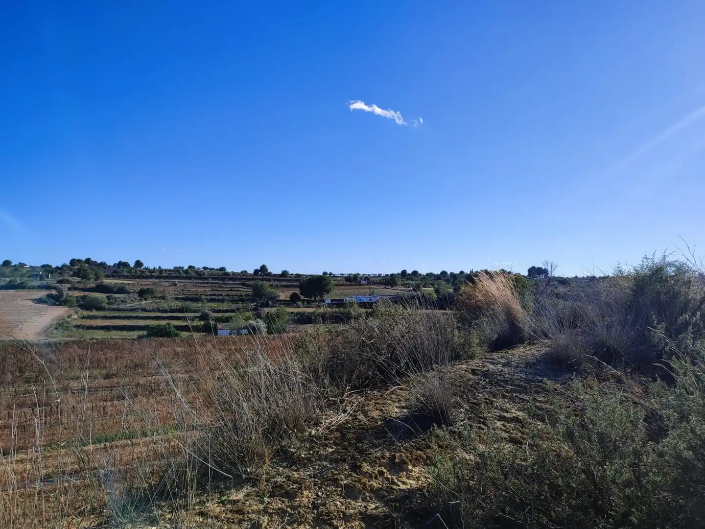 Rural land to rent in Los Felipes - Corral de Carmelo, imagen 2