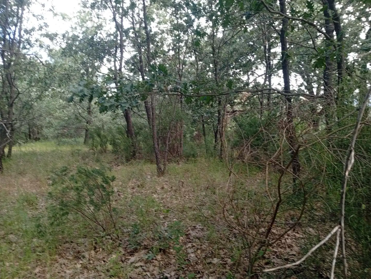 Terreni e lotti in vendita a Losar de la Vera, imagen 28