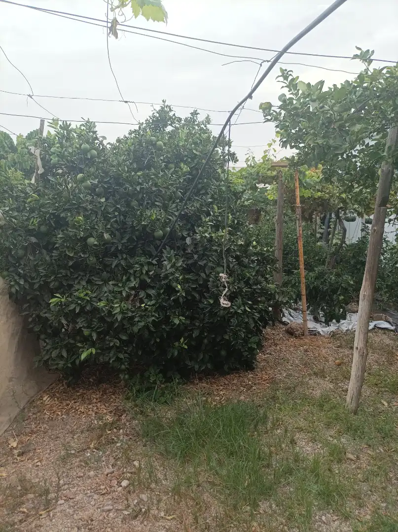 Adossat amb jardí en venda a Dalías, imagen 3