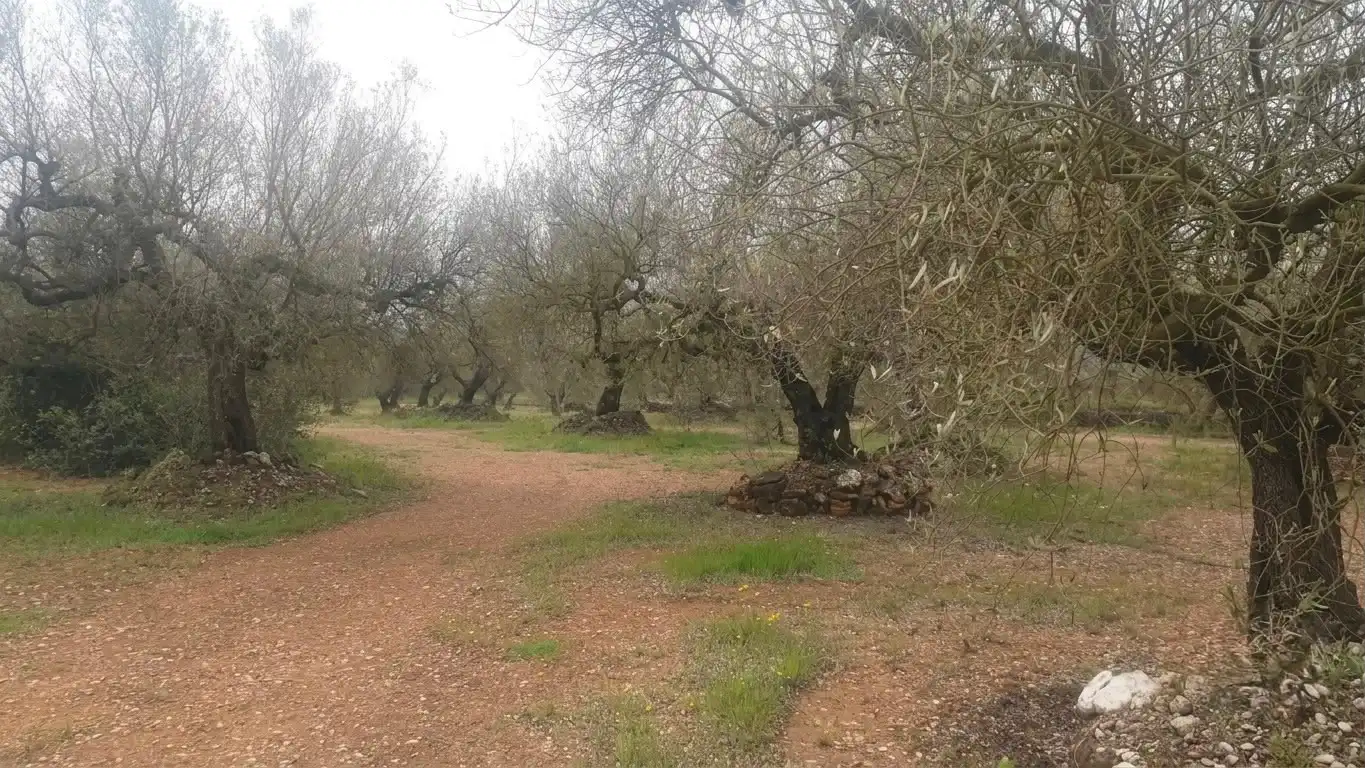 Rustikales Grundstück zum Verkauf in Ulldecona, imagen 4