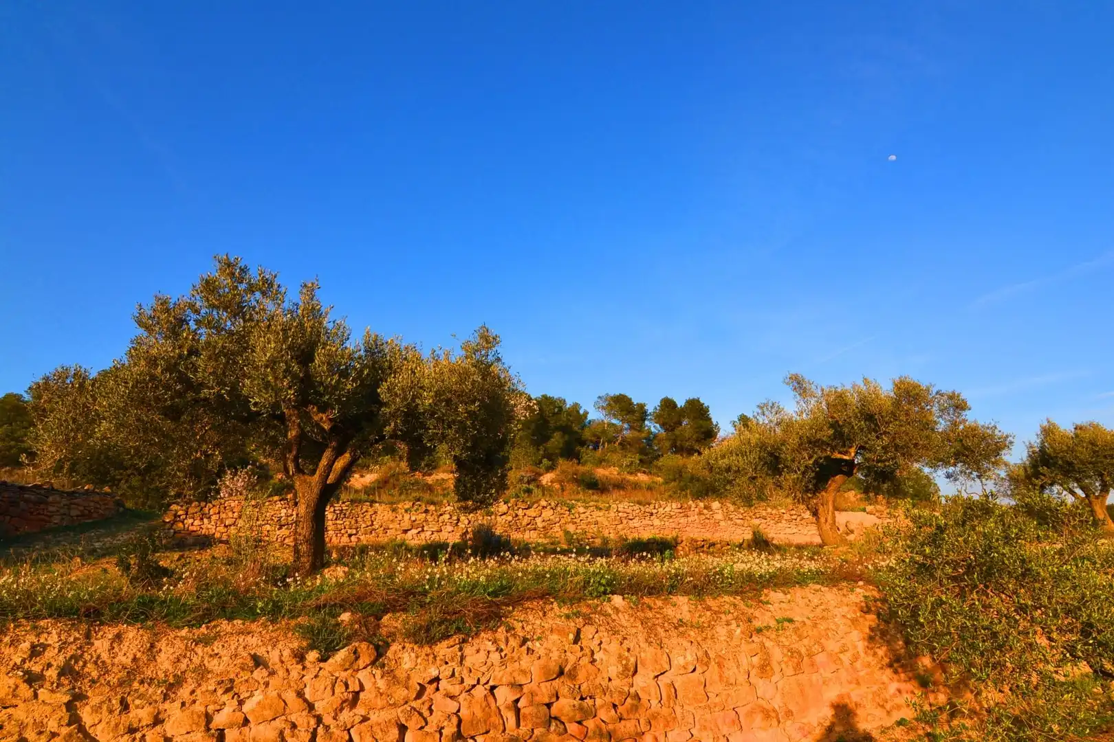 Rural land for sale in Corbera d'Ebre, imagen 85