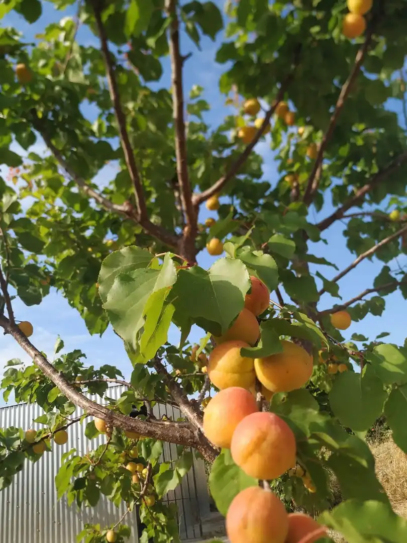 Jardí de Finca rústica en venda en Alhama de Murcia amb Jardí privat i Piscina