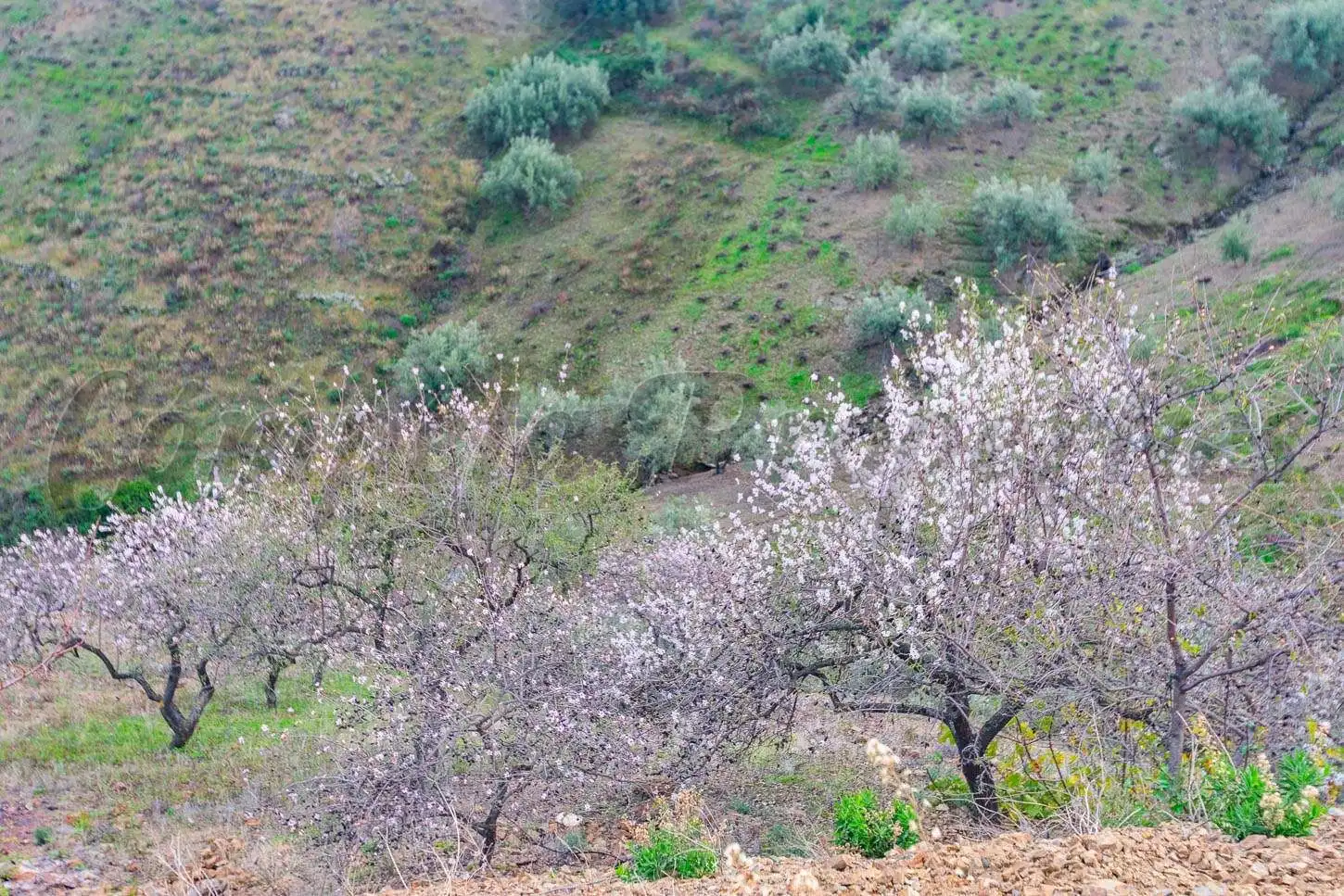 Terreno rustico in vendita a Árchez, imagen 20