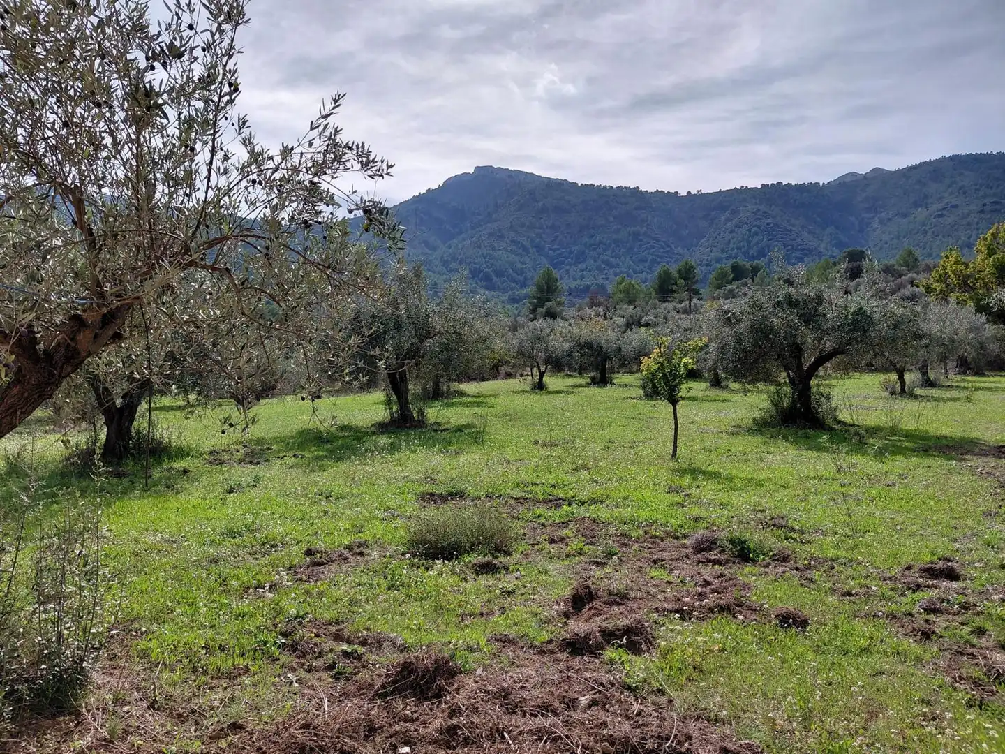 Casa o chalet en venta en Castell de Castells con Jardín privado, Terraza y Amueblado