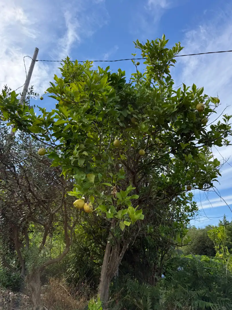 Jardín de Casa o chalet en venta en Cariño con Alarma