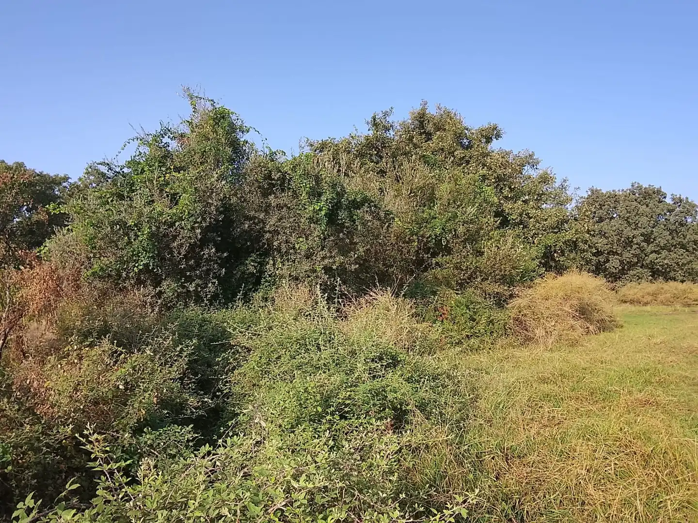 Terreni e lotti in vendita a Villanueva de la Vera, imagen 19