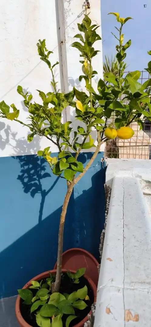 Habitació a Zona Concordia