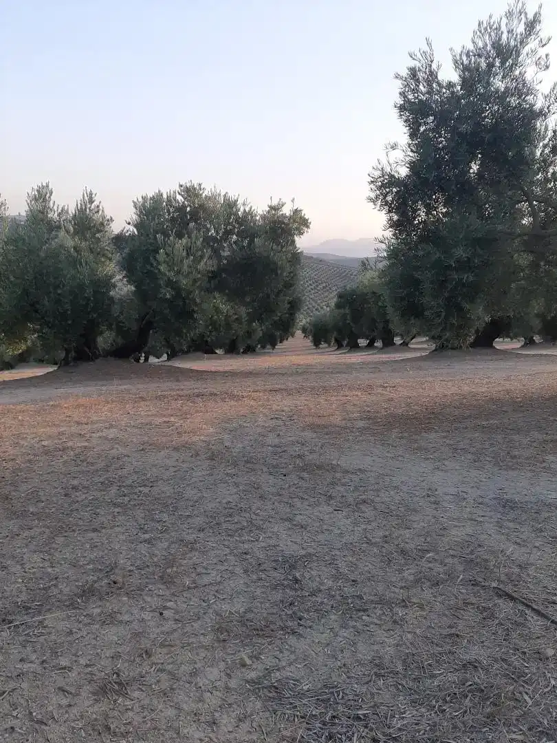 Finca rústica en venda en La Iruela