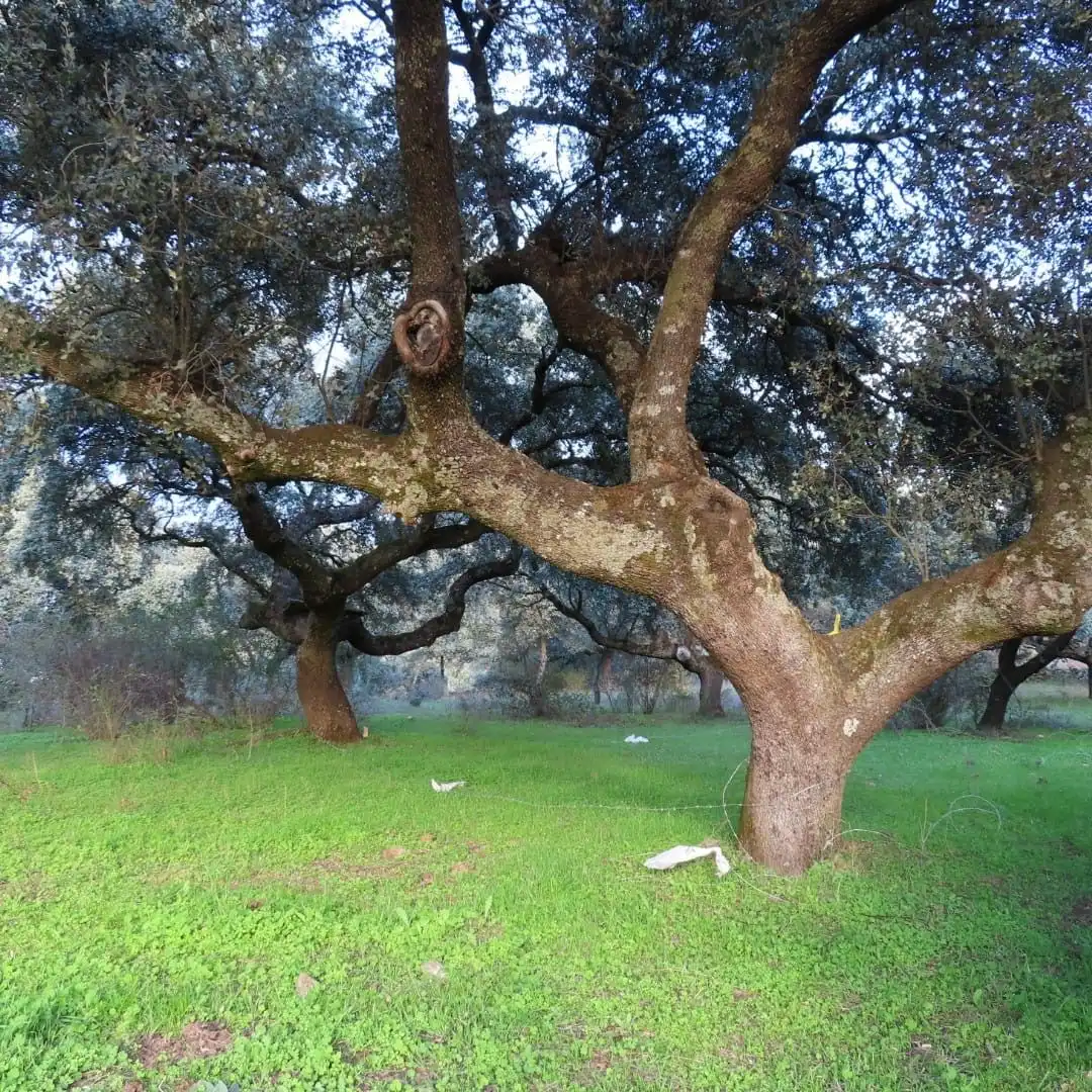 Jardín de Terreno en venta en Navamorcuende