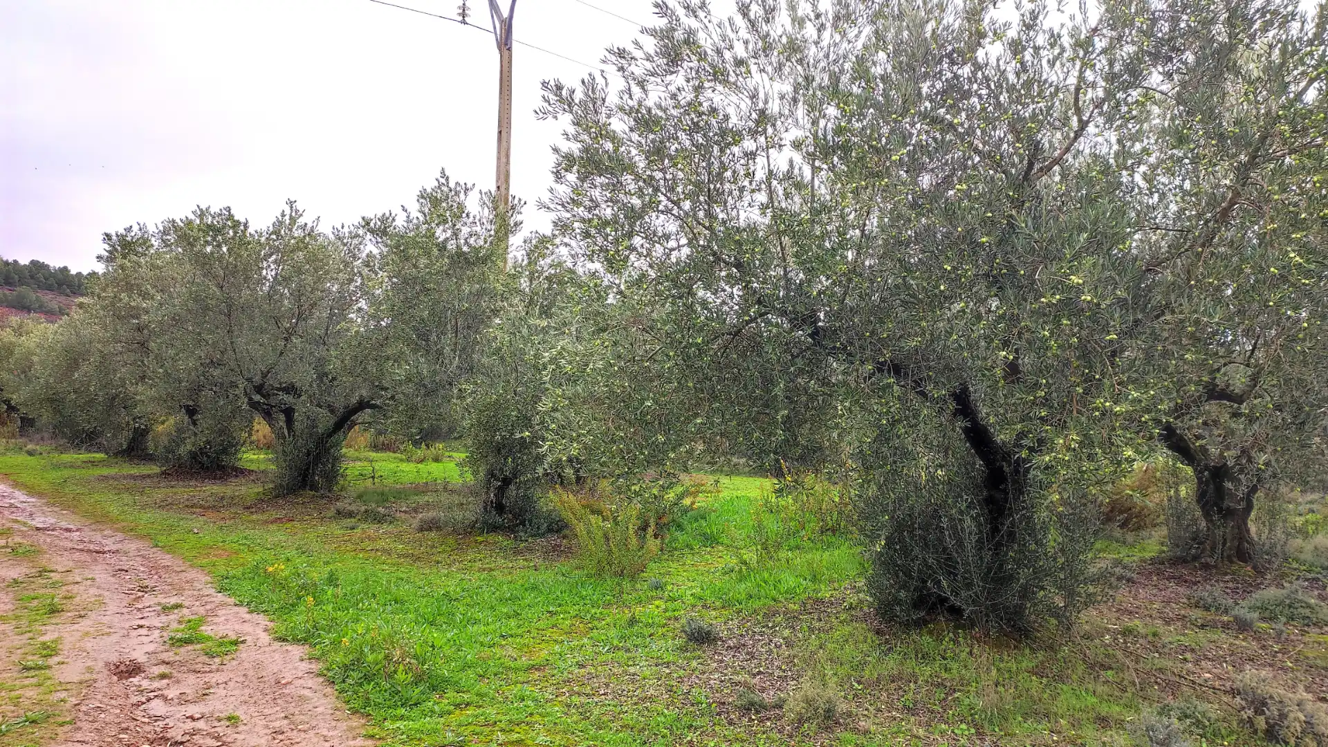Terrenys i solars en venda a Alberite
