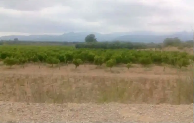 Terreno rústico en venta en Poligono 17 Parcela 49 (Les Coves), imagen 6