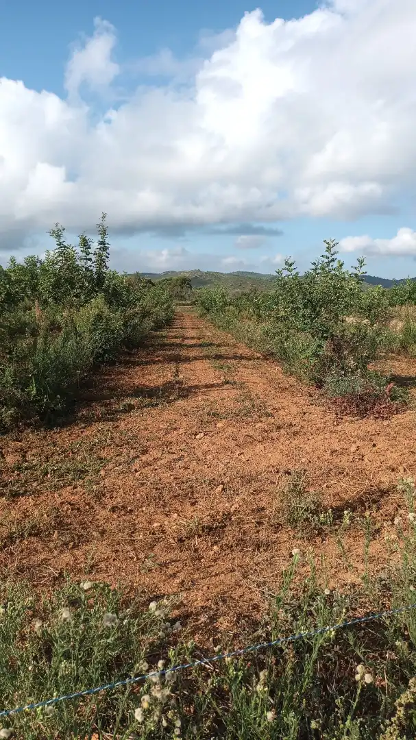 Rural land for sale in Torreblanca, imagen 14