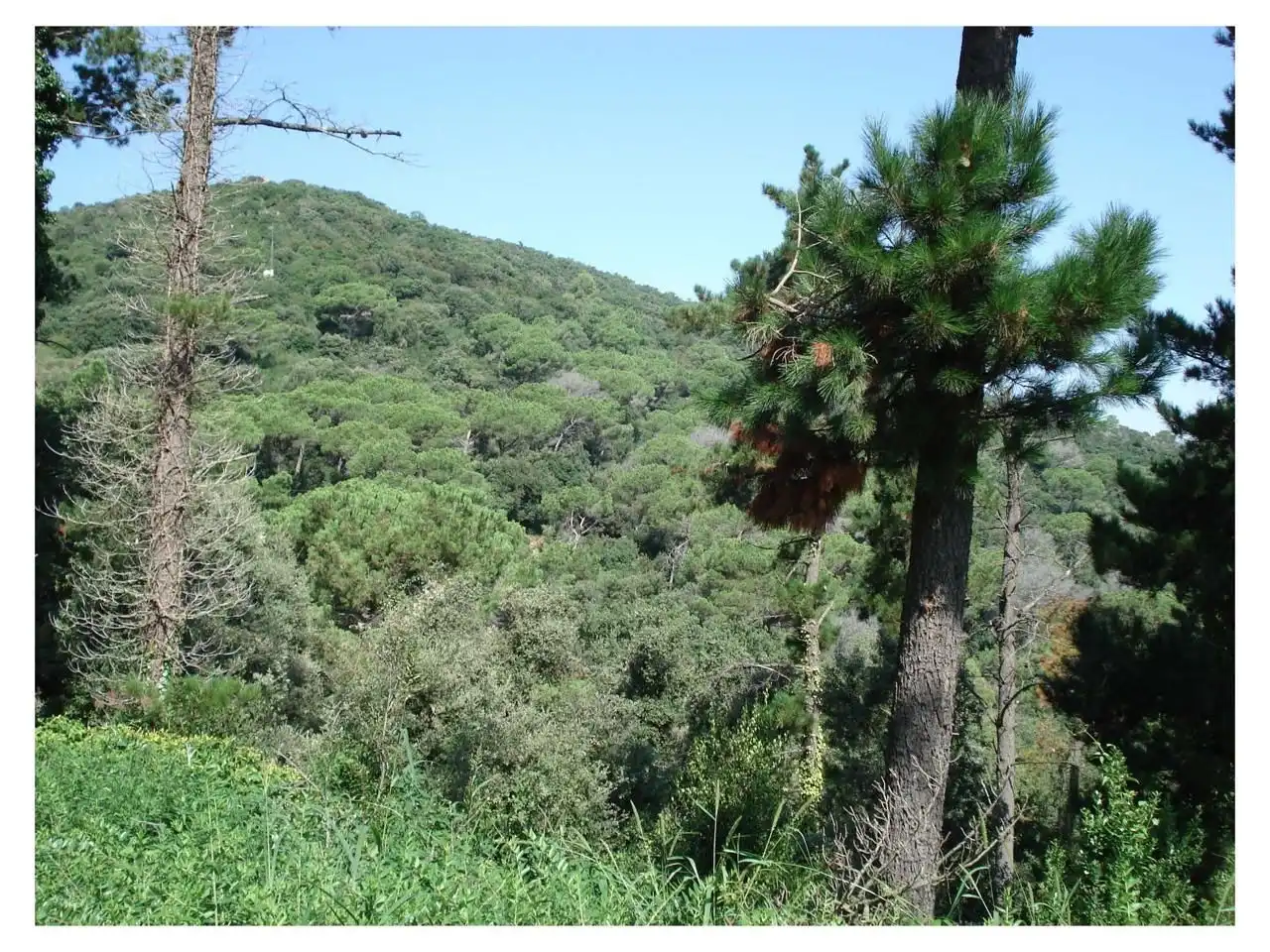 Jardí de Residencial en venda en Vallromanes