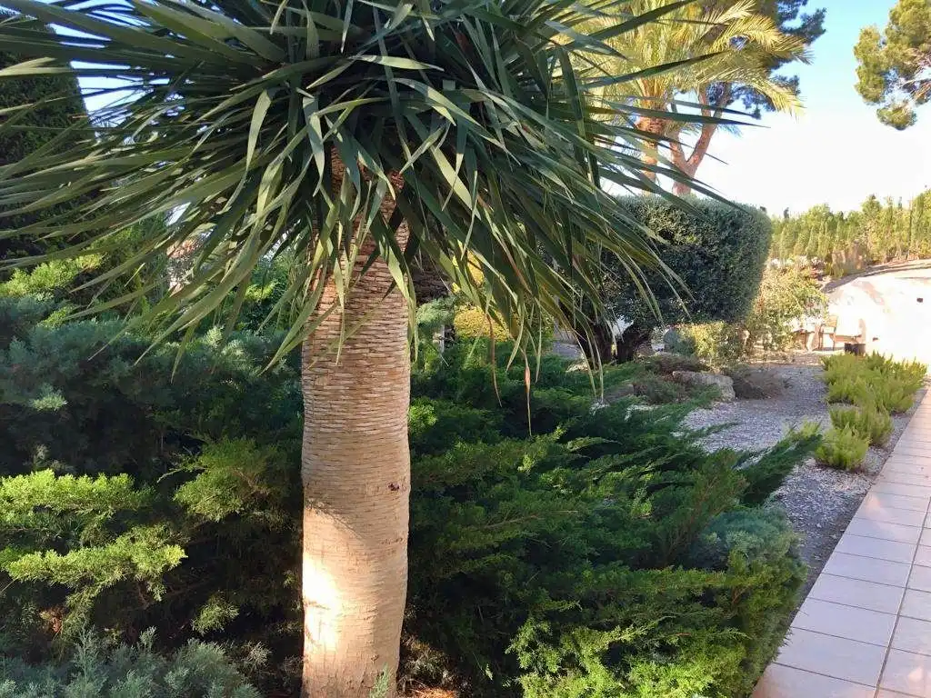 Haus mit Pool zum Verkauf in Carrer Puput, imagen 21