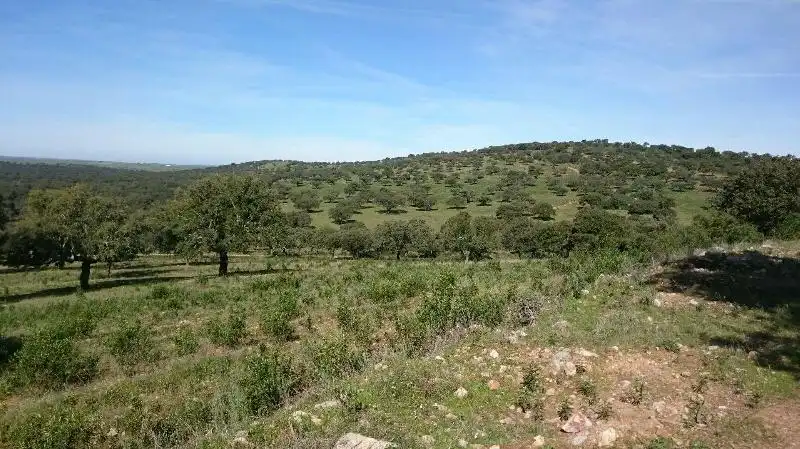 Land for sale in Salorino