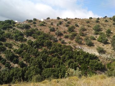 Rural land for sale in Calle Aduana