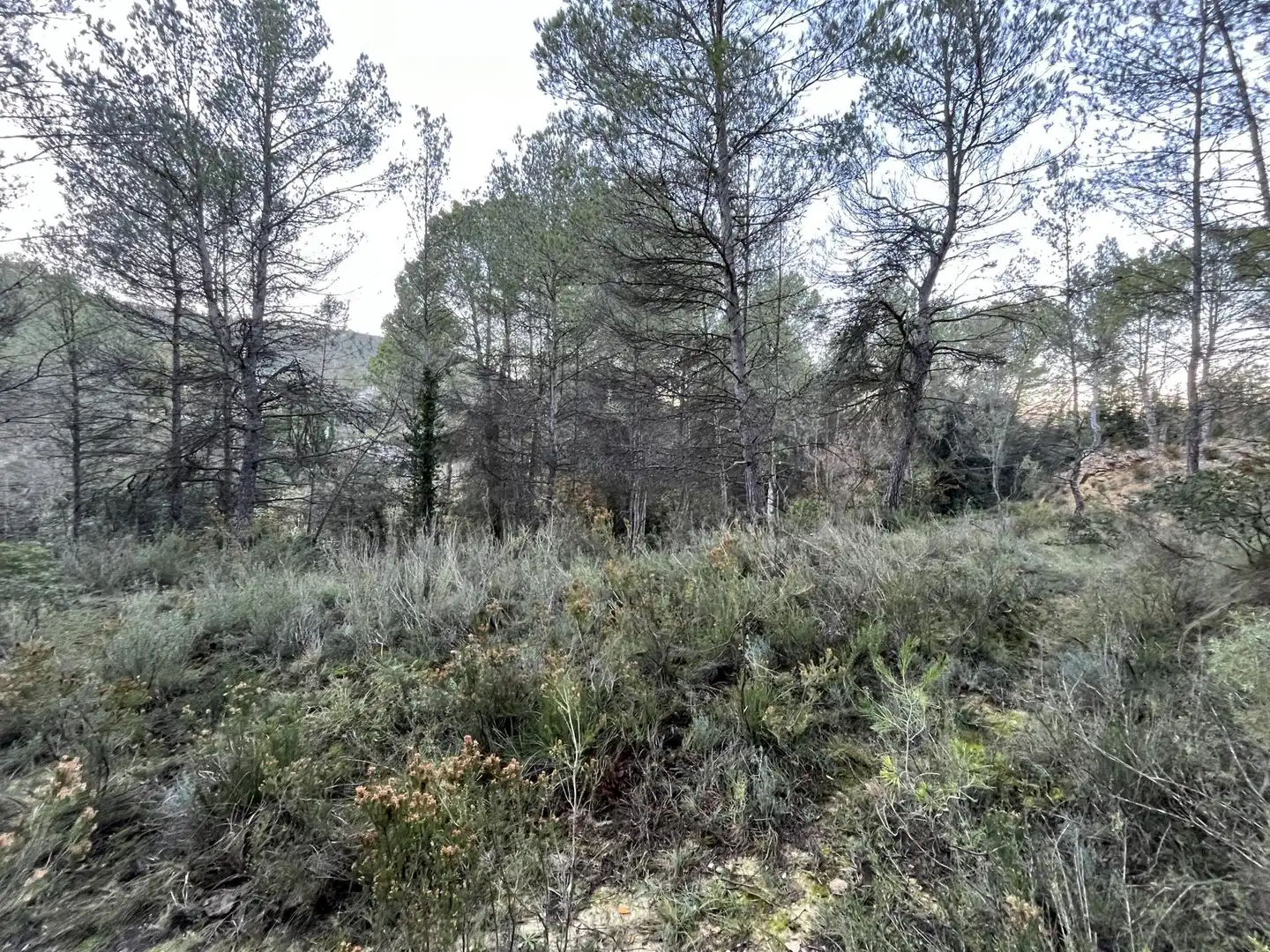 Wohnbaugrundstück zum Verkauf in de Can Prat 61, imagen 4