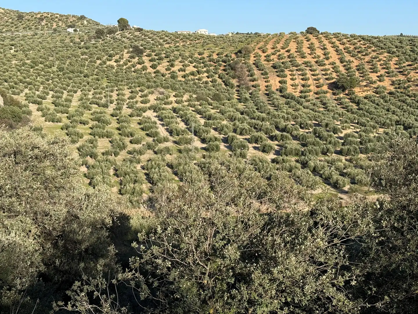 Rustikales Grundstück zum Verkauf in 8536+FQ Algarra sales, Spain, imagen 4