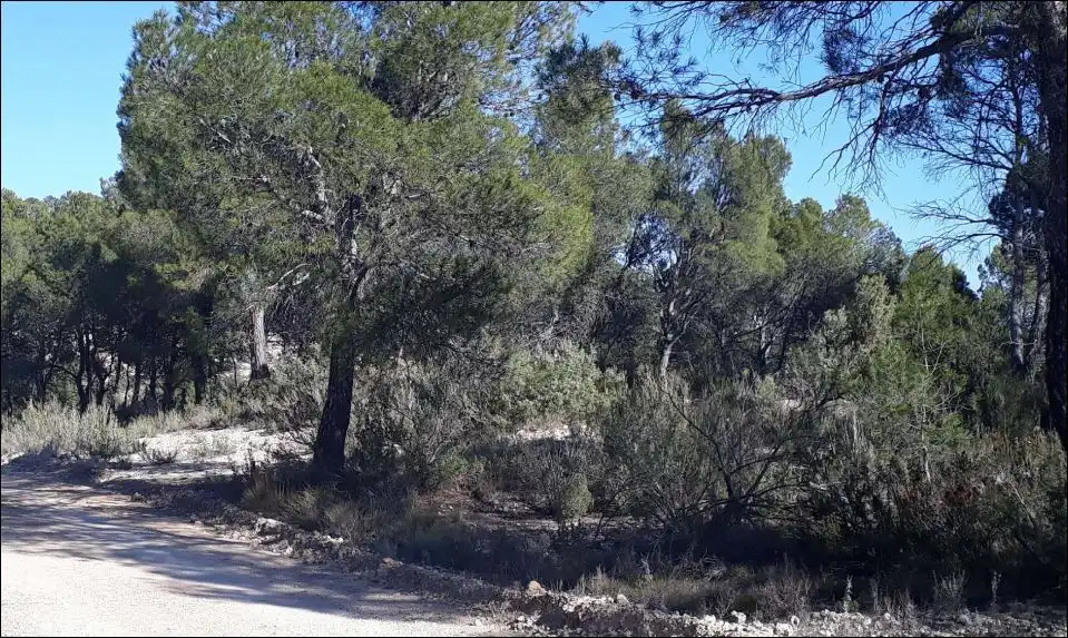 Rustikales Grundstück zum Verkauf in PARAJE LOS HERMANILLOS Nº ., imagen 5