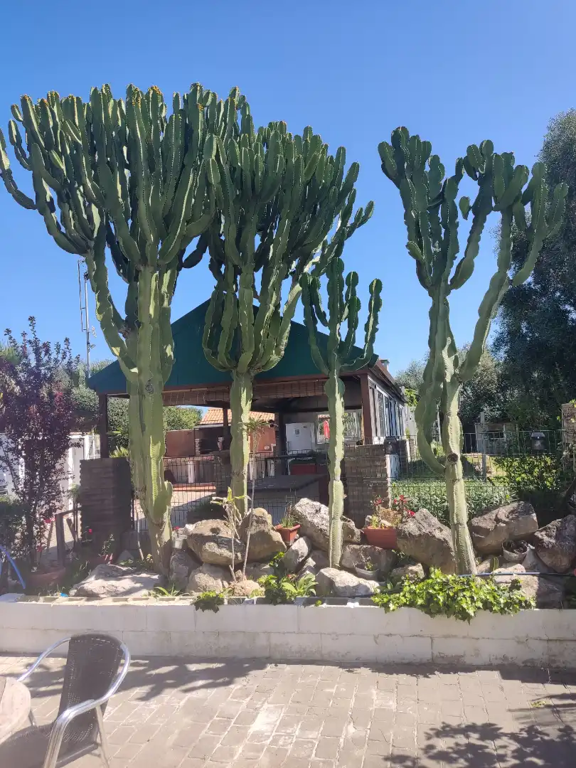 Jardí de Edifici en venda en Benalup-Casas Viejas amb Piscina comunitària