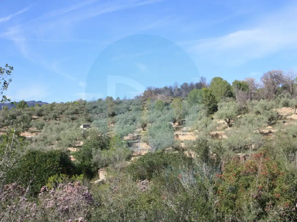Casa rústica en venta en Poligono 137 Paraje 12 Bassa Del Mitg, imagen 4