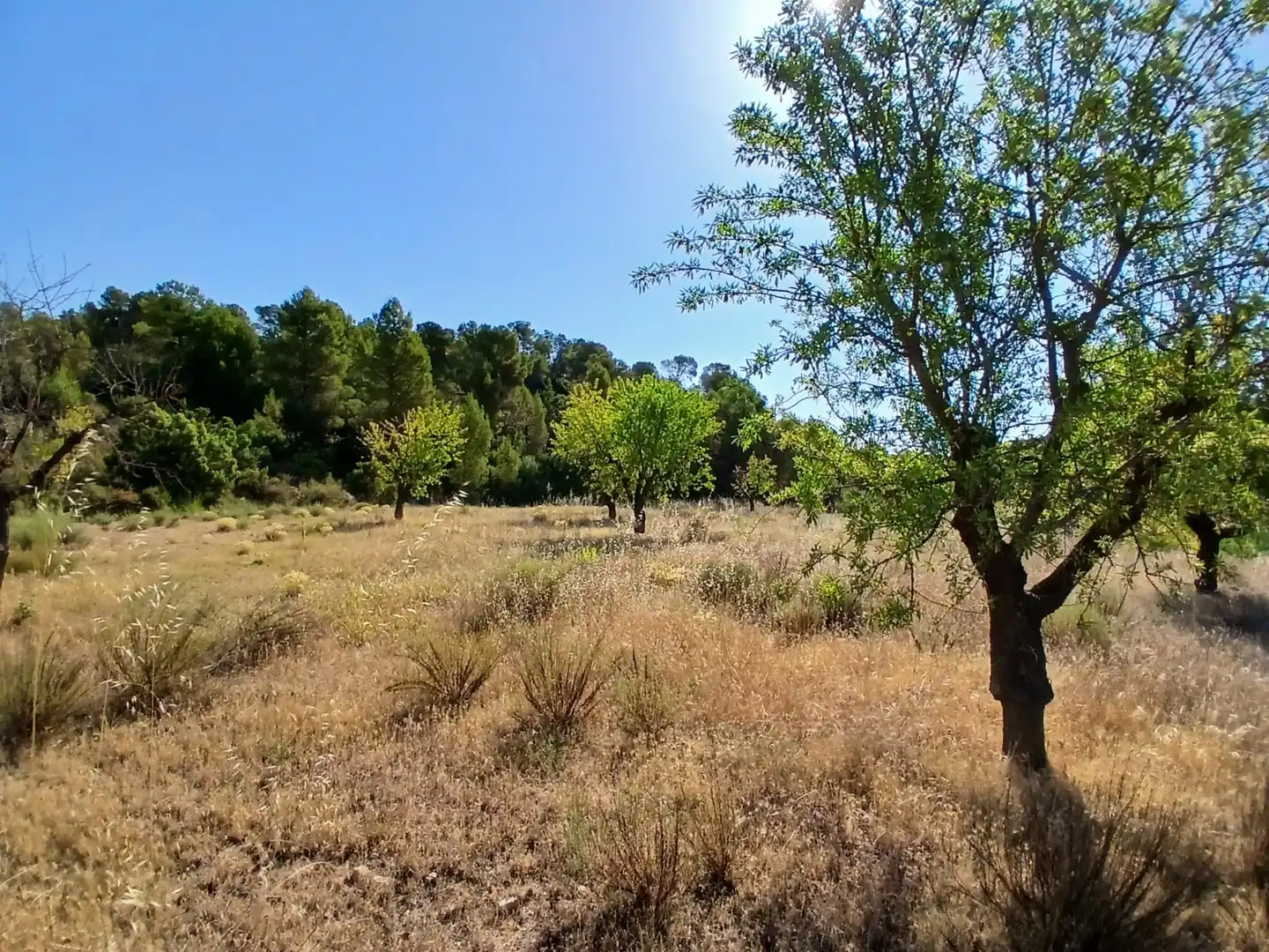 Terrain rustique à vendre à Mazaleón, imagen 12