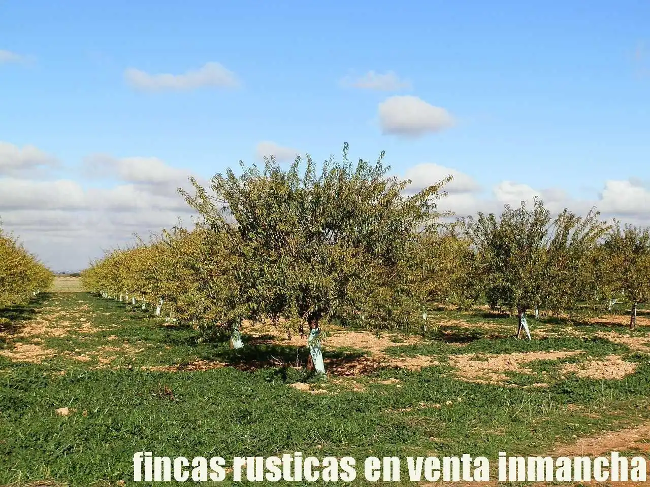 Terreno rústico en venta en Tomelloso, imagen 7