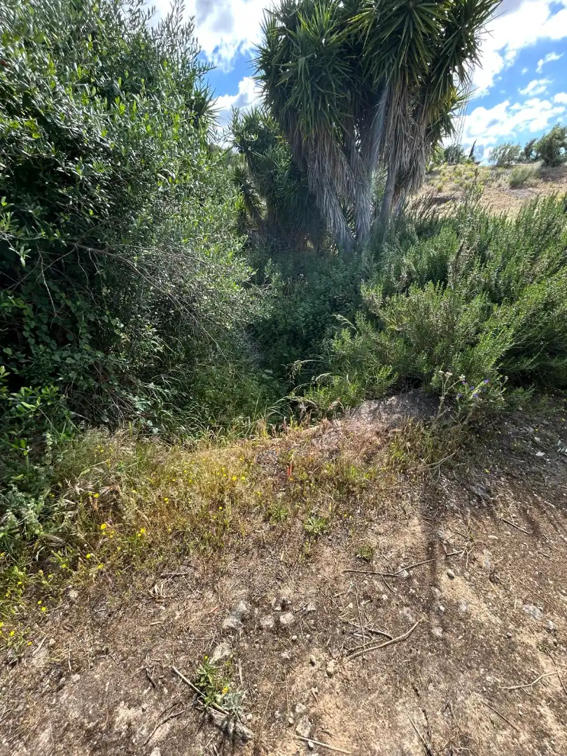 Terrain rustique à vendre à Arcos de la Frontera, imagen 10