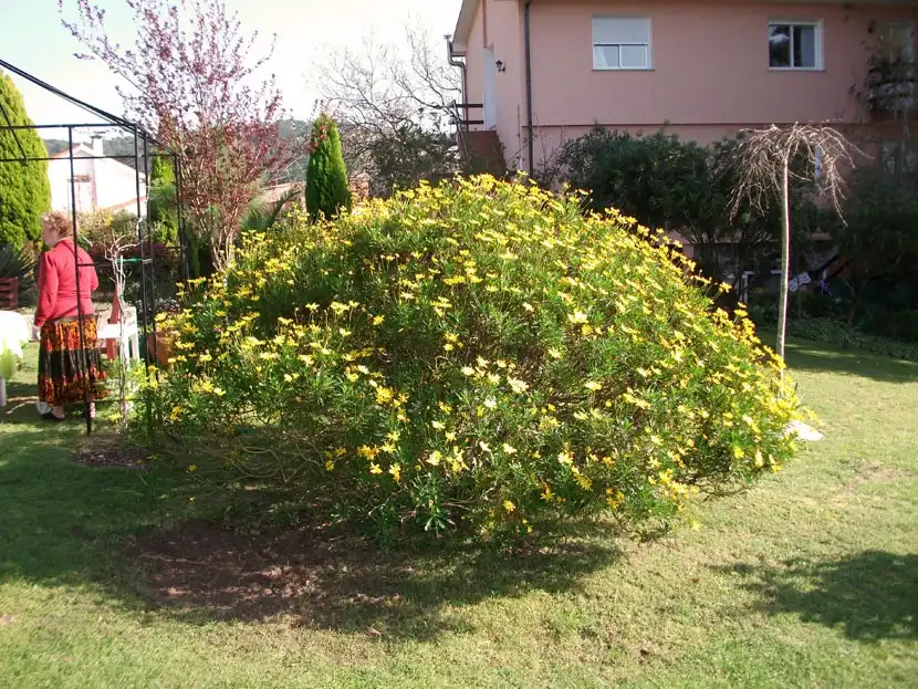Jardí de Edifici en venda en Outes