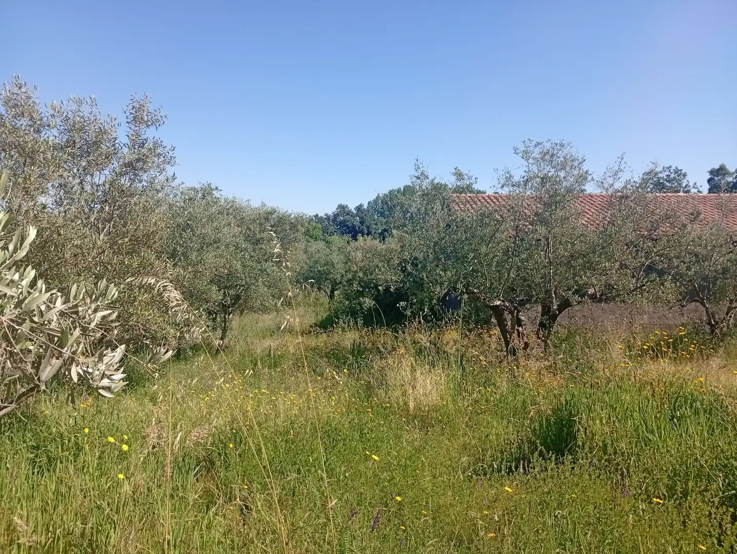 Maison à vendre à Villanueva de la Vera, imagen 82