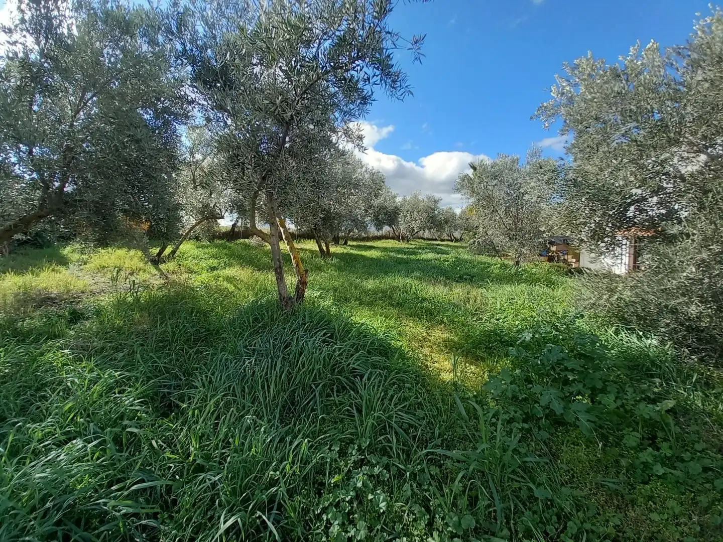 Finca rústica en venta en Arriate
