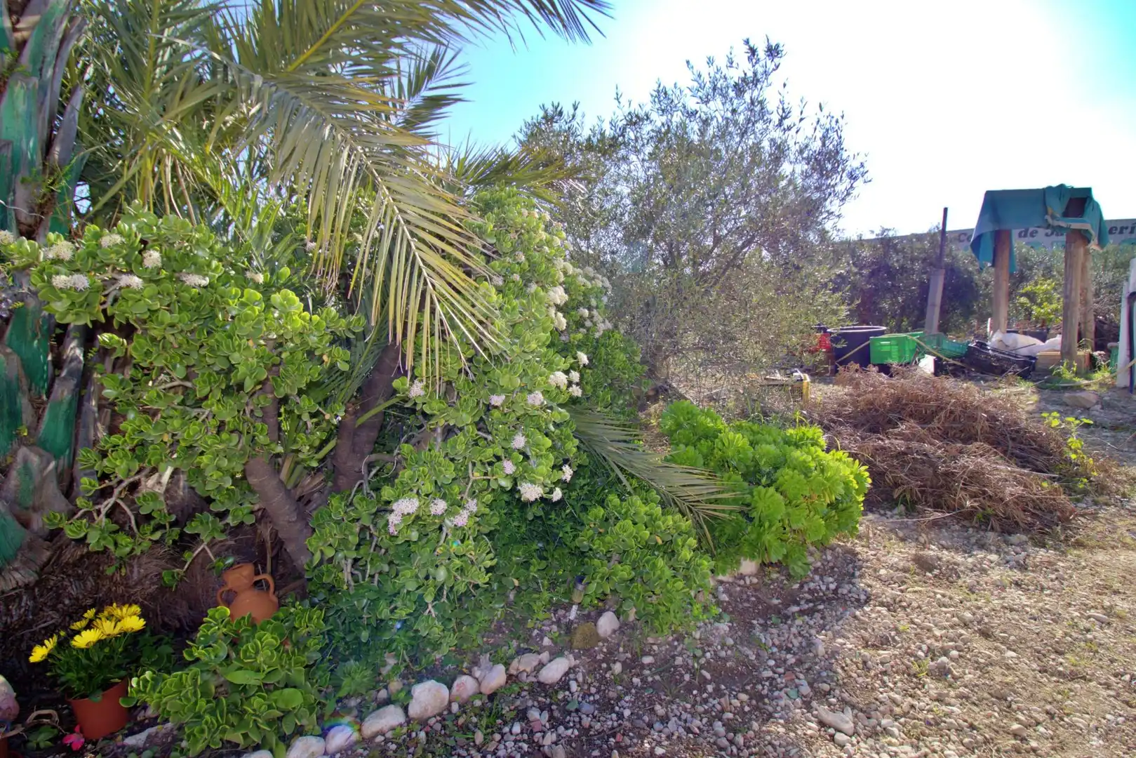 Jardí de Casa o xalet en venda en Elche / Elx amb Jardí privat i Traster