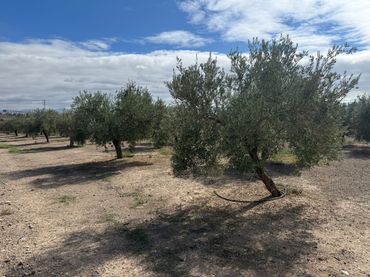 Terreno rustico in vendita a Calle Granada