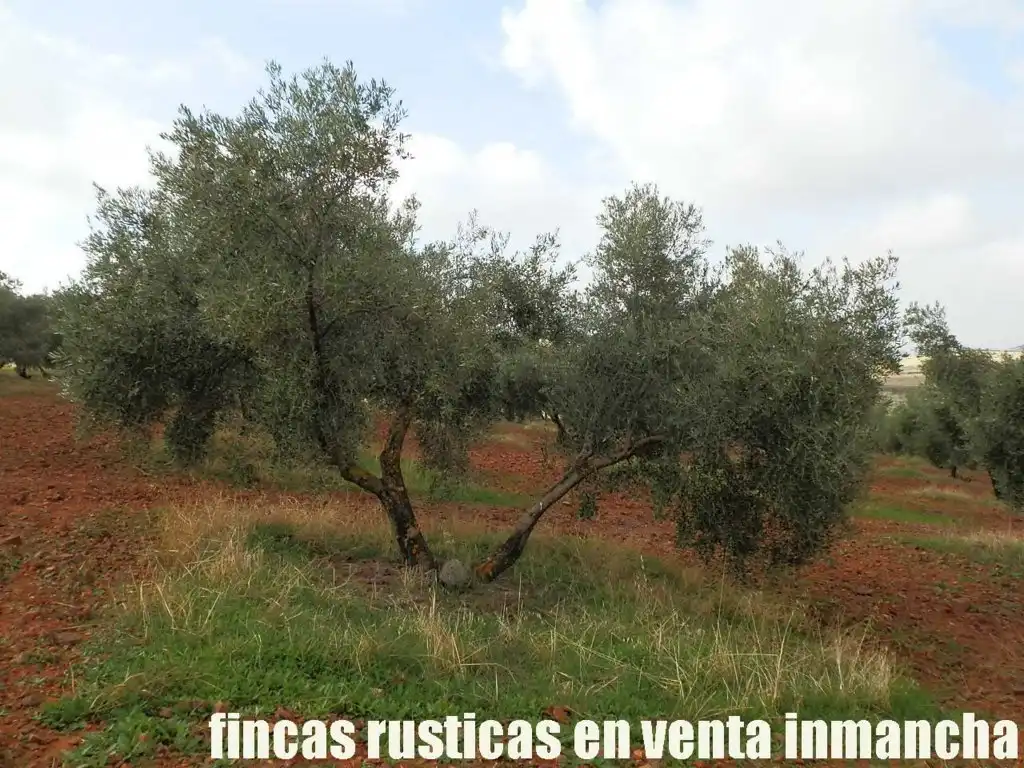 Rural land for sale in Valdepeñas, imagen 6