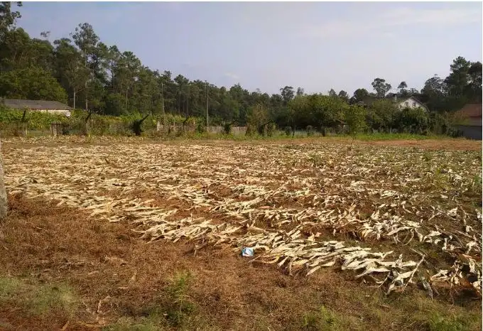 Terrenys i solars en venda a Salvaterra de Miño, imagen 5