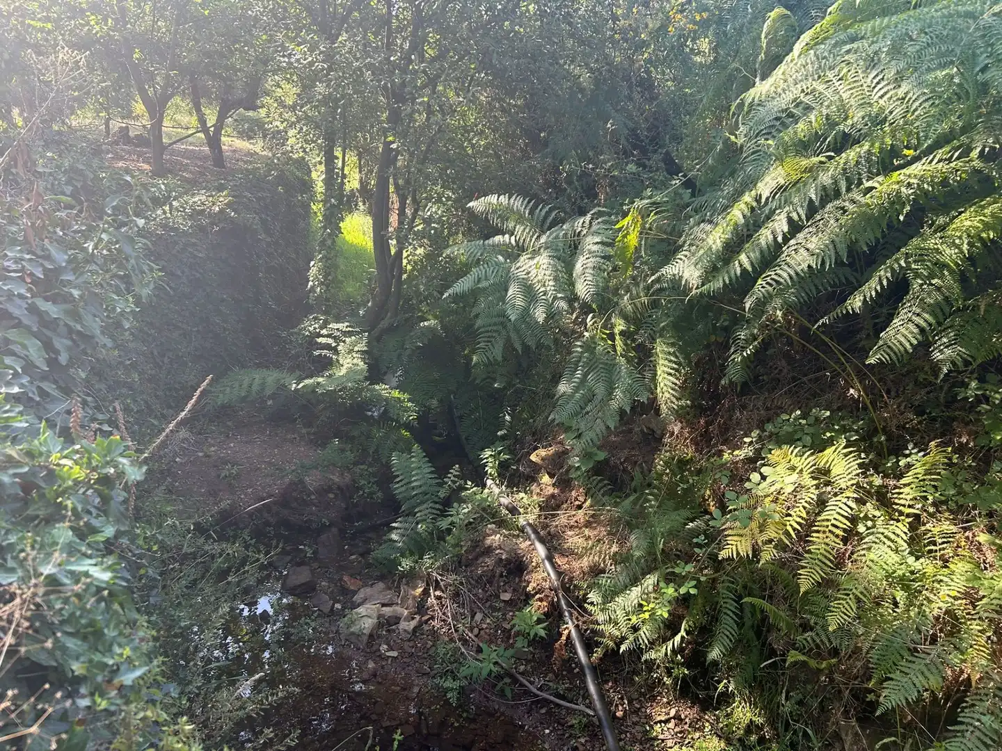 Rural land for sale in Torre de Don Miguel, imagen 5