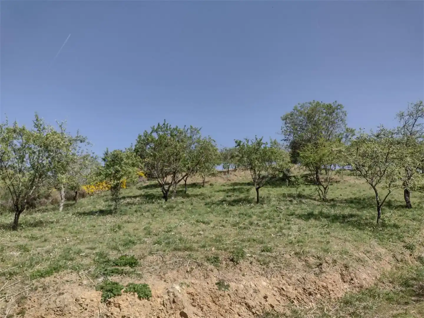 Land for sale in Benadalid