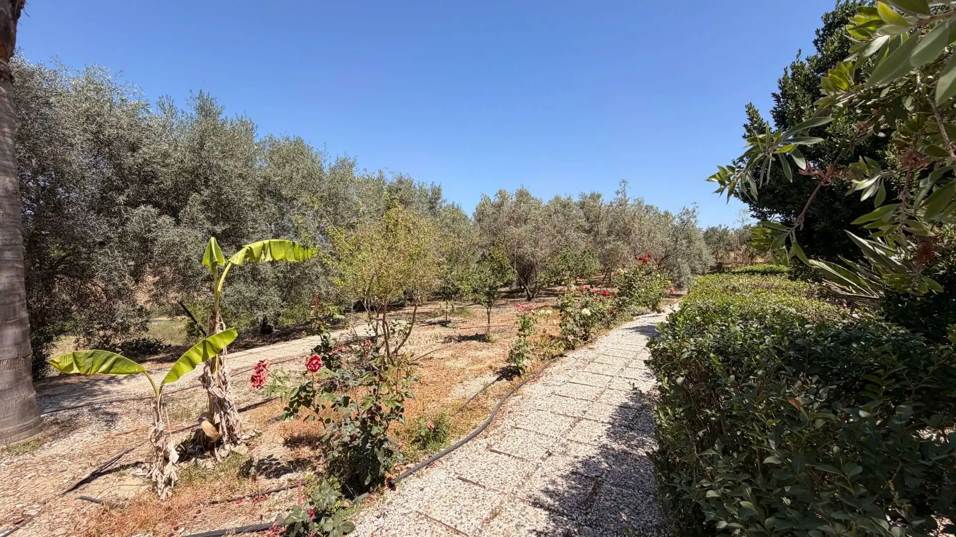 Finca rústica en venta en Centro