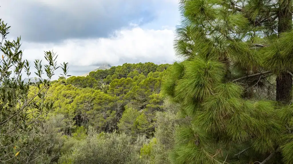 Rural land for sale in Puigpunyent, imagen 6