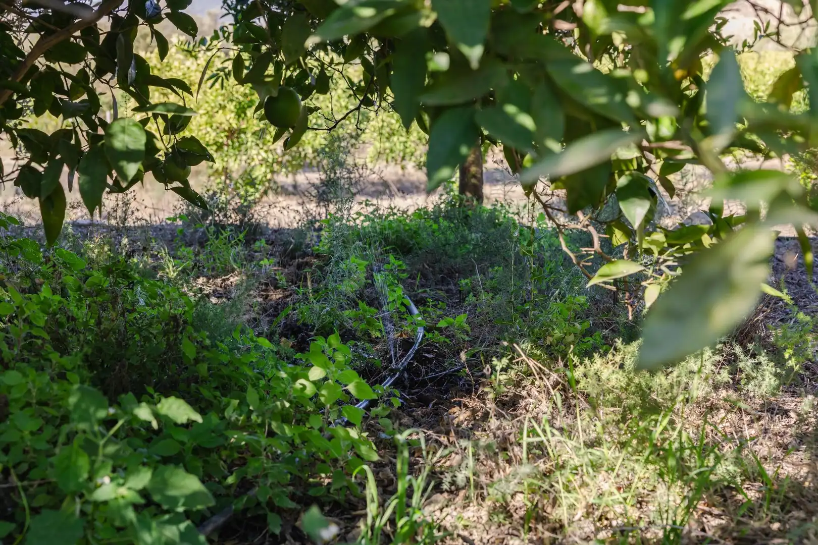 Terreni e lotti in vendita a Lecrín, imagen 20
