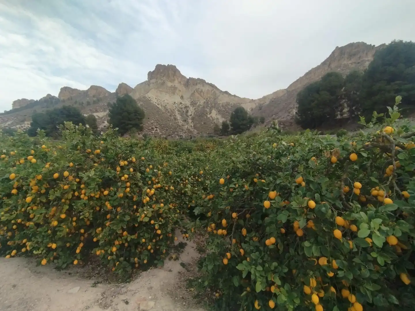 Jardín de Terreno en venta en Ulea