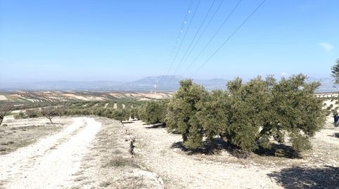 Finca de olivos a la venta en Chimeneas.