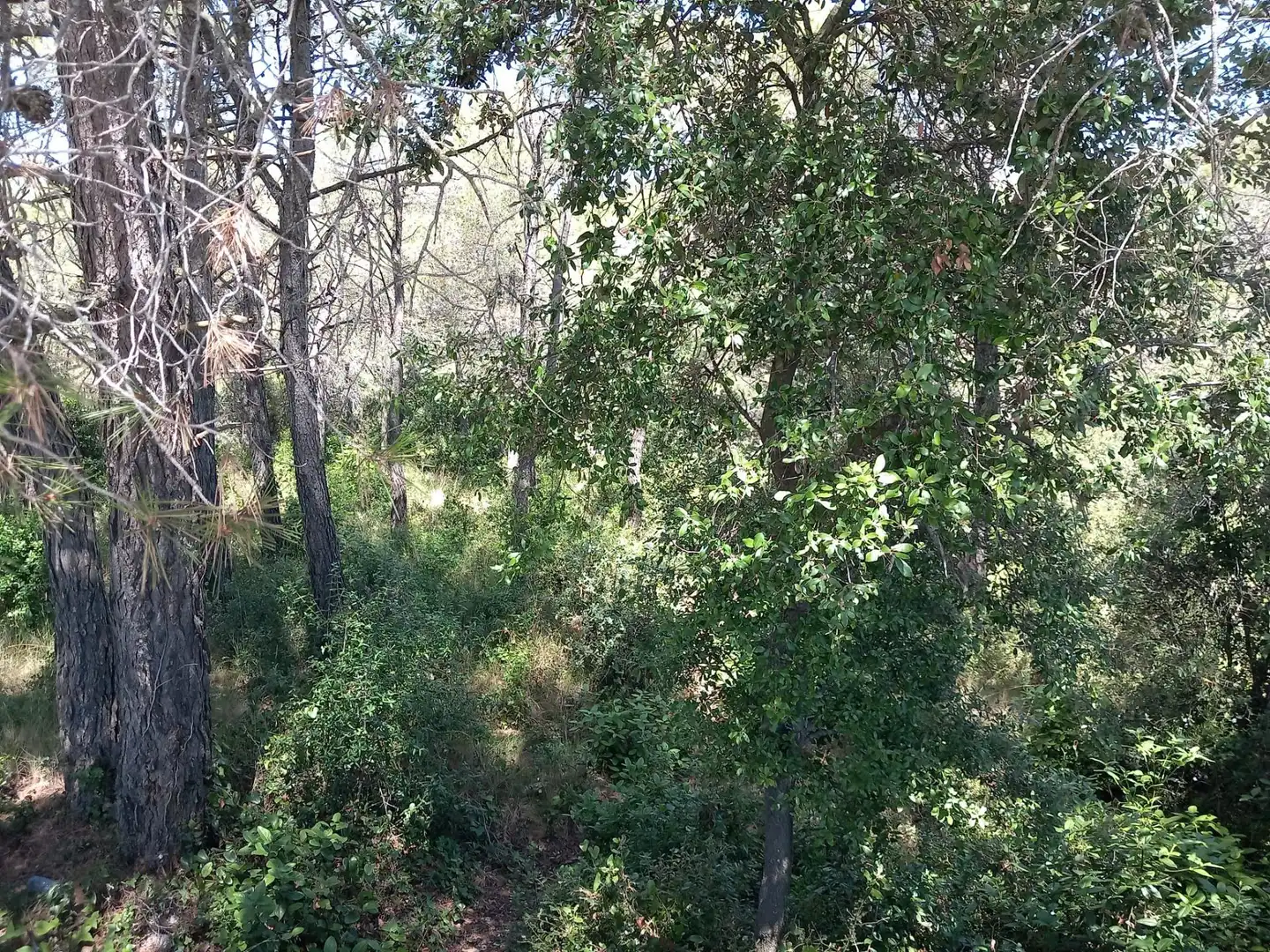 Residential land for sale in Torrelles de Foix, imagen 3
