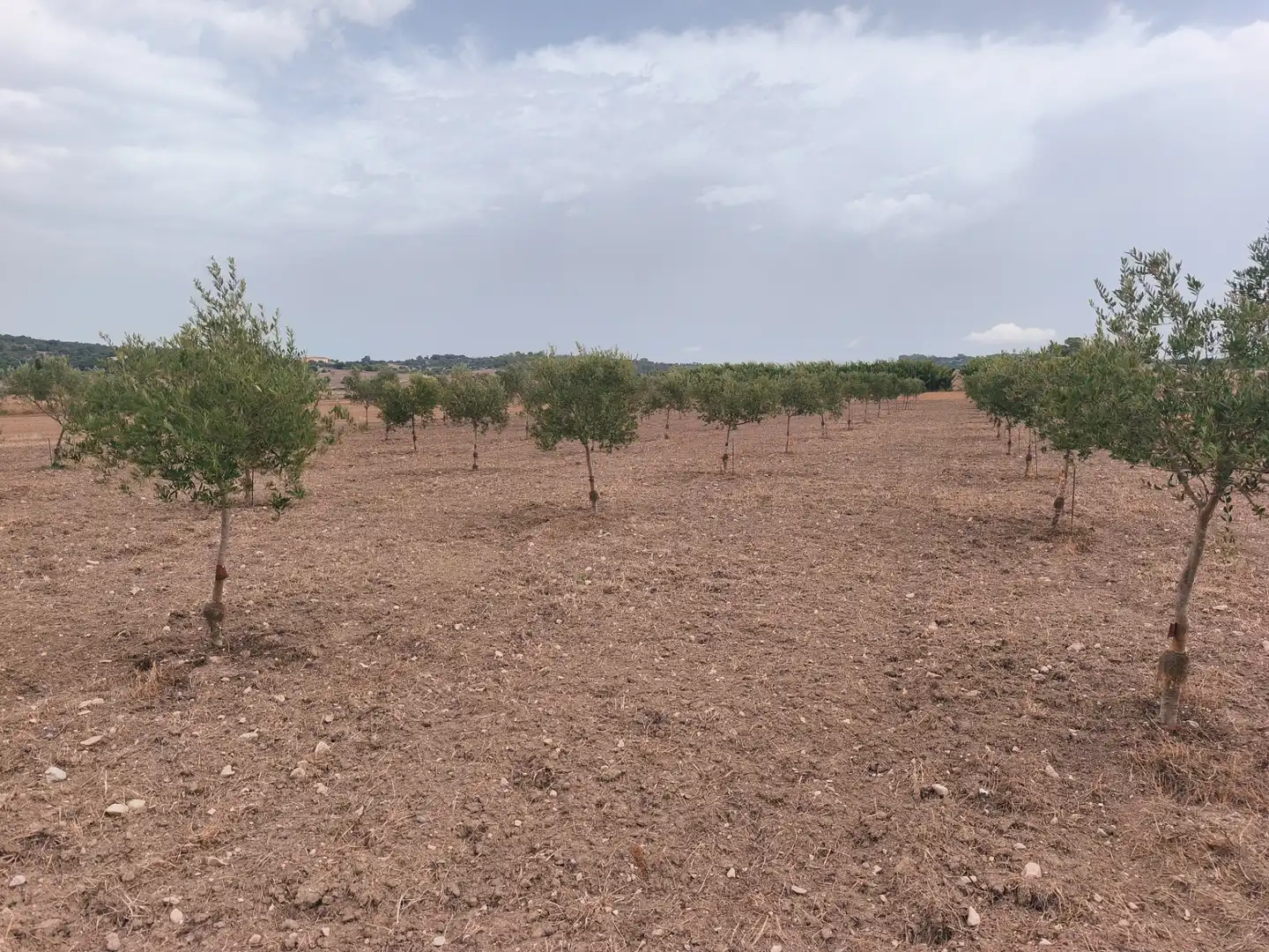 Terreno residenziale in vendita a Montuïri, imagen 8