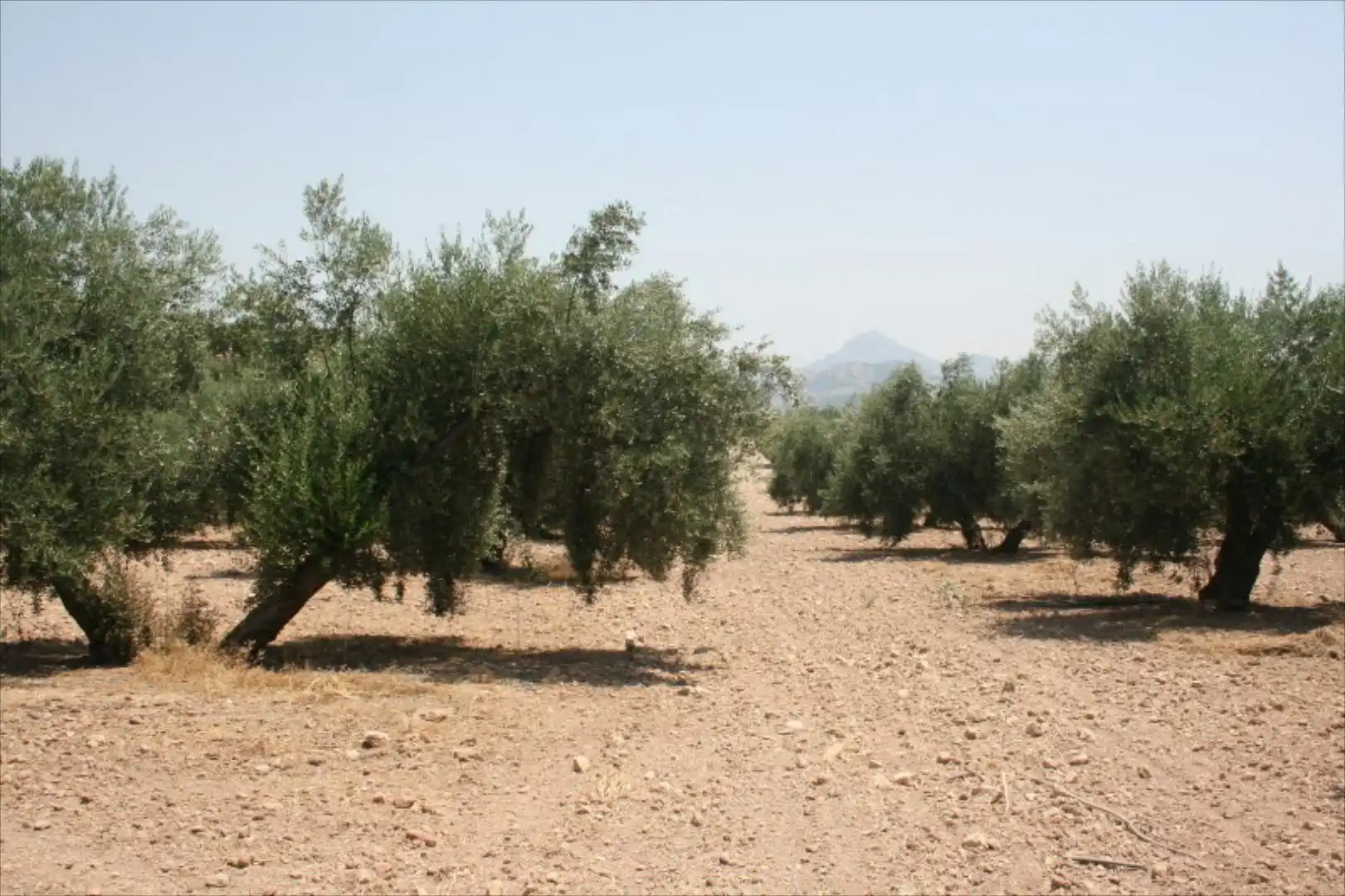 Lands and plots for sale in Poleares, imagen 2