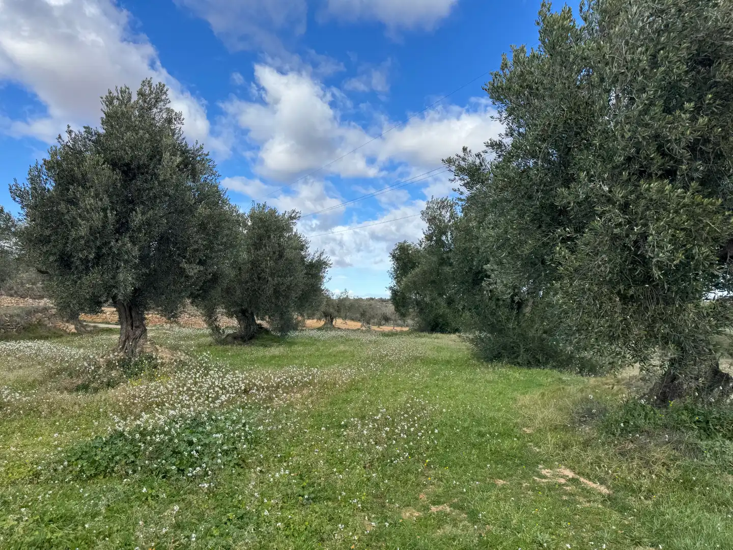 Terreni e lotti in vendita a Valjunquera, imagen 15