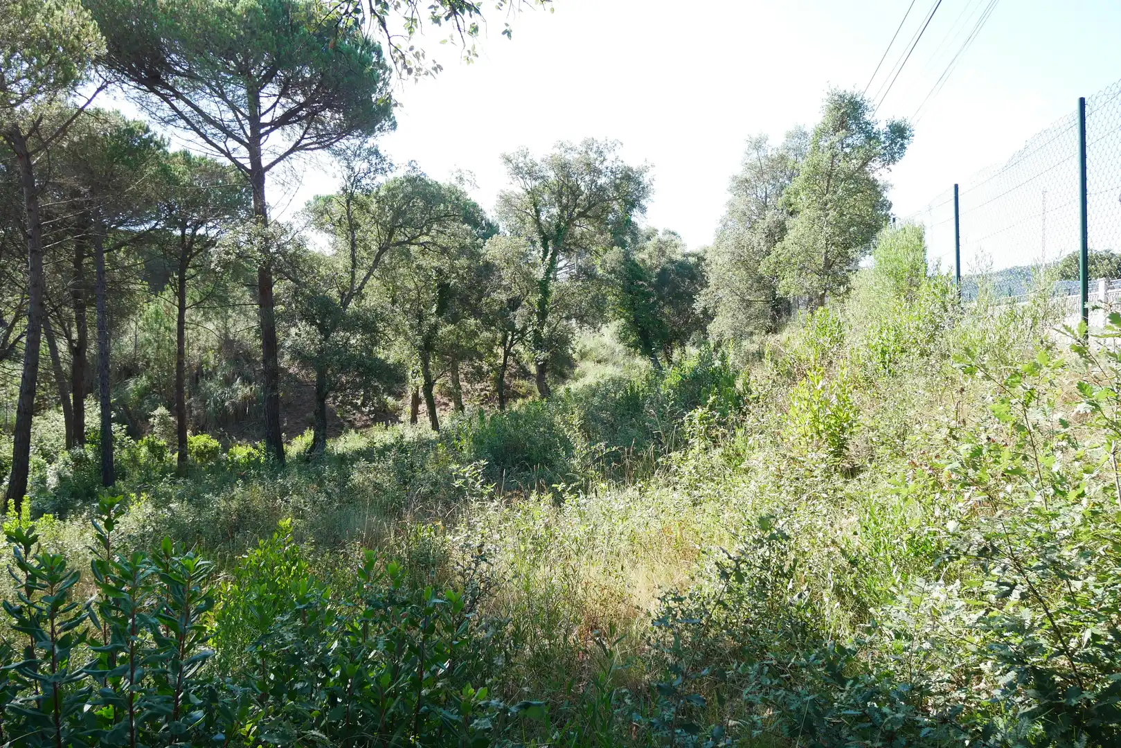 Terrain rustique à vendre à Carrer de Ulises 94, imagen 5
