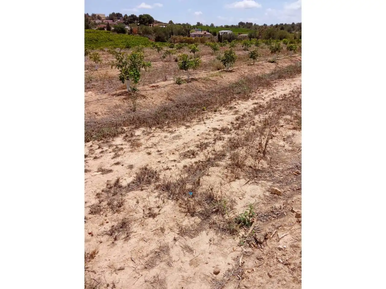Terreno rustico in vendita a Calle XARCOS SECS, imagen 14
