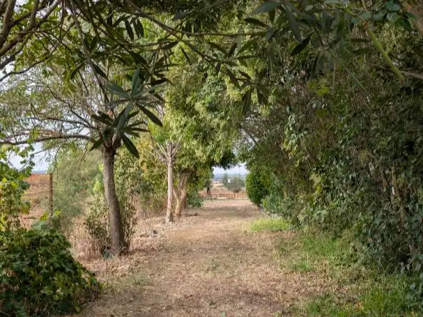 Country homes for sale in Olivenza, Badajoz