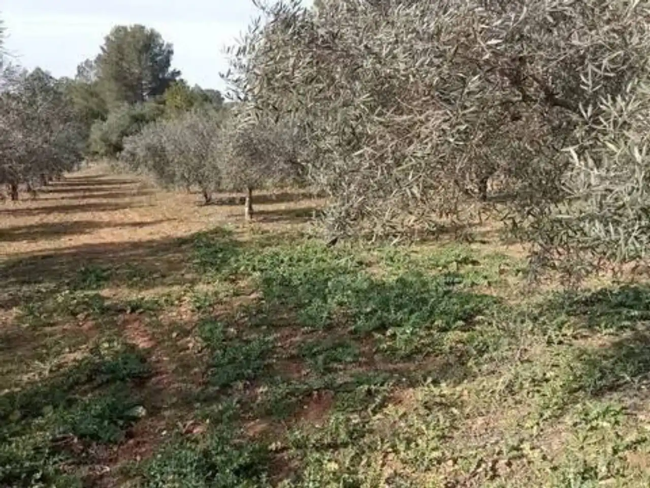 Terreno en venta en Guadasséquies